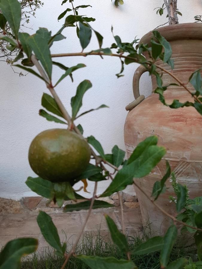 Domus Petrarca – Domus Petrarca